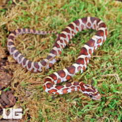 Baby Masque Het Scaleless Cornsnake