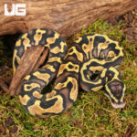 Baby Pastel Enchi Ball Python