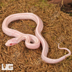 Baby Peppermint Tessera Cornsnake
