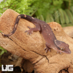 Baby Sarasinorum Gecko