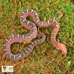Baby Scaleless Masque Cornsnake
