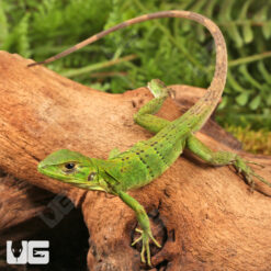 Baby Spiny Tailed Iguana