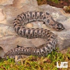 2025 Baby Male Super Arctic Het Albino Western Hognose Snake #25