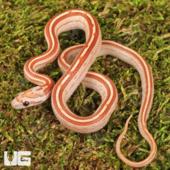Baby Ultra Mel Tessera Cornsnake