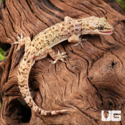 Brooks House Gecko