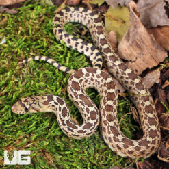 C.B. Baby Sonoran Gopher Snake