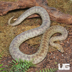 Adult Female Children's Python
