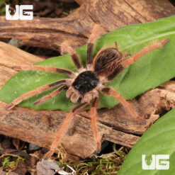 Colombian Giant Redleg Tarantula (2 - 3")