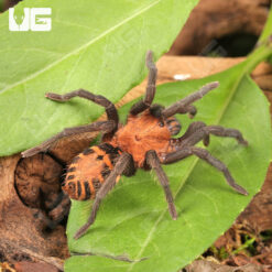 Costa Rican Tiger Rump Tarantula (2 - 3'')
