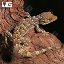 Nutaphand's Red-Eyed Gecko