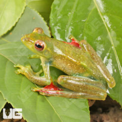 Jade Tree Frog