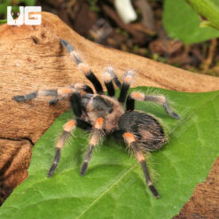Mexican Red Knee Tarantula (1 - 2")