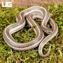 Lined Snake