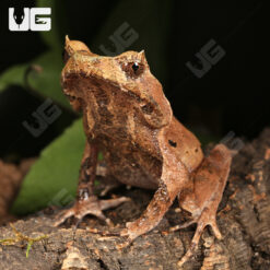 Perak Horned Frog