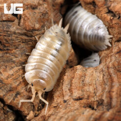 Porcellio Laevis "White" Isopods -- 10 Count