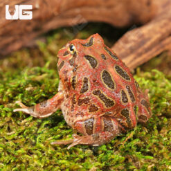 Red Coffee Pacman Frog