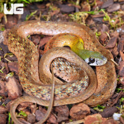 Red-Necked Keelback Snake