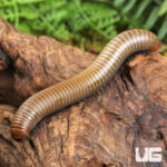 Smokey Oak Millipede