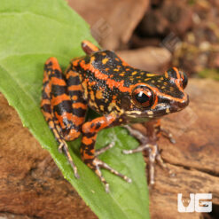 Spotted Stream Frog
