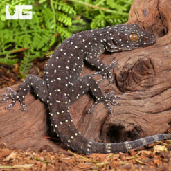Starry Tokay Gecko