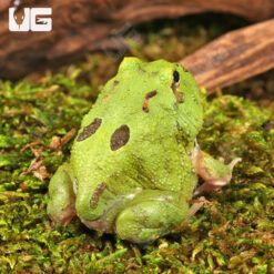Two Spot Matcha Pacman Frog