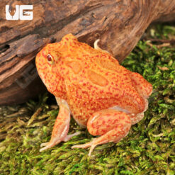 Yellow Coral Blaze Pacman Frog