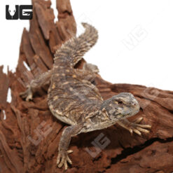 Baby Egyptian Uromastyx
