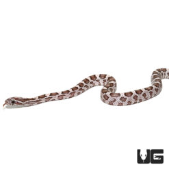Baby Ghost Het Scaleless Cornsnake