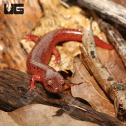 Red Ruber Salamander