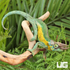 C.B. Juvenile Rainbow Jackson's Chameleon