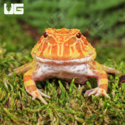 Apricot Pacman Frog