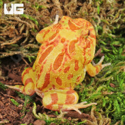 Apricot Pacman Frog - Image 2