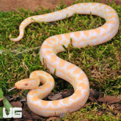 Baby Albino Colombian Rainbow Boa