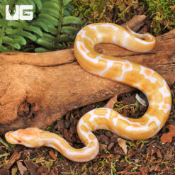 Baby Female Albino Yellowbelly Ball Python