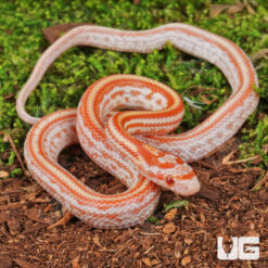 Baby Amel Tessera Cornsnake