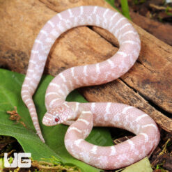 Baby Butterscotch Florida Kingsnake