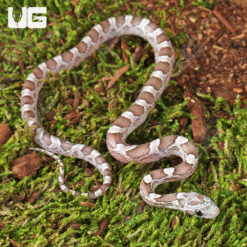 Baby Cinder Cornsnake