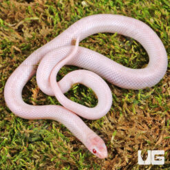 Baby Hypo Lavender White Sided Florida Kingsnake