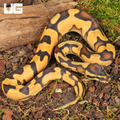 Baby Orange Dream Enchi Het Pied Ball Python