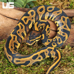 Baby Orange Dream Leopard Ball Python