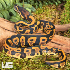 Baby Male Orange Dream Leopard Blade Ball Python
