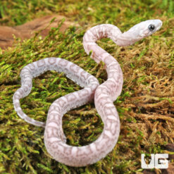 Baby Scaleless Ghost Cornsnake