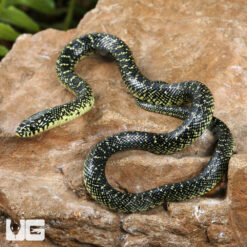 Baby Speckled Kingsnake