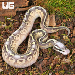 Baby Super Pastel Mojave Leopard Ball Python