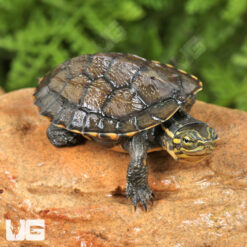 Baby Vietnamese Pond Turtle