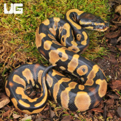 Baby Female Yellowbelly 66% Het Pied Poss Leopard Ball Python