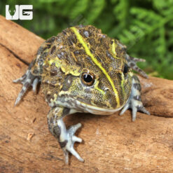 Baby Giant Pixie Frog