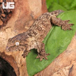 Baby Gran Terre Nu Ana Leachianus Gecko