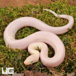 Baby Leucistic Colombian Rainbow Boa