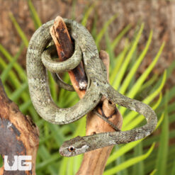 Blunt-Headed Slug Eating Snake